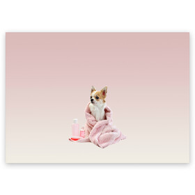 Поздравительная открытка с принтом собачка полотенце процедуры  в Санкт-Петербурге, 100% бумага | плотность бумаги 280 г/м2, матовая, на обратной стороне линовка и место для марки
 | Тематика изображения на принте: ванна | выходной | градиент | душ | забота и теле | любовь к себе | мини собака | полотенце | процедуры | розовый | собака | собачка | спа | уход | чихуахуа | чихуашка | щенок
