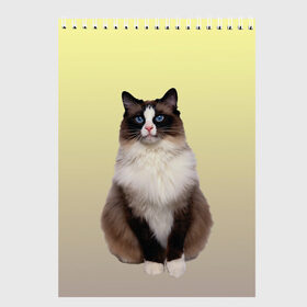 Скетчбук с принтом персидская пушистая кошка в Санкт-Петербурге, 100% бумага
 | 48 листов, плотность листов — 100 г/м2, плотность картонной обложки — 250 г/м2. Листы скреплены сверху удобной пружинной спиралью | ветеринар | градиент | домашний питомец | котейка | котик | коты | котэ | кошатник | кошатница | кошачьи | кошки | любитель животных | мяу | нэко | персидская | сиамская | смесь | шаблон