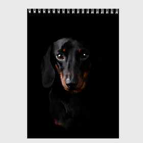Скетчбук с принтом ТАКСА в Санкт-Петербурге, 100% бумага
 | 48 листов, плотность листов — 100 г/м2, плотность картонной обложки — 250 г/м2. Листы скреплены сверху удобной пружинной спиралью | animal | black | dog | photo | глаза | домашние | животные | звери | пес | собакен | собаки | такса | черный