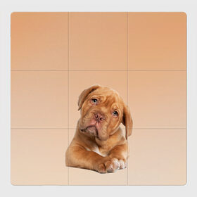 Магнитный плакат 3Х3 с принтом питбуль в Санкт-Петербурге, Полимерный материал с магнитным слоем | 9 деталей размером 9*9 см | ветеринару | гав | животные домашние | любителю собак | млекопитающее | мопс | мультипликационный персонаж | мультяшная собака | песики | питбуль | питомцы | псы | собакены | собаки | собачки