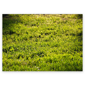 Поздравительная открытка с принтом Трава под солнцем в Санкт-Петербурге, 100% бумага | плотность бумаги 280 г/м2, матовая, на обратной стороне линовка и место для марки
 | green day | nature | spring | summer | sun | весна | день | зелень | лес | лето | парк | поле | поляна | природа | природа россии | растения | русская природа | сад | салатовый | солнце | солнышко | сочный | текстура | тр