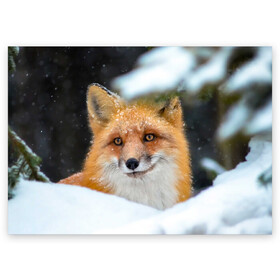 Поздравительная открытка с принтом Лисичка на сугробе в Санкт-Петербурге, 100% бумага | плотность бумаги 280 г/м2, матовая, на обратной стороне линовка и место для марки
 | fox | foxy | животное | звери | лиса | лисенок | лисичка | милая | рыжая | фокс