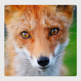 Магнитный плакат 3Х3 с принтом Крупно мордочка лисы в Санкт-Петербурге, Полимерный материал с магнитным слоем | 9 деталей размером 9*9 см | Тематика изображения на принте: fox | foxy | животное | звери | лиса | лисенок | лисичка | милая | рыжая | фокс