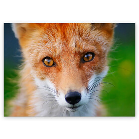 Поздравительная открытка с принтом Крупно мордочка лисы в Санкт-Петербурге, 100% бумага | плотность бумаги 280 г/м2, матовая, на обратной стороне линовка и место для марки
 | Тематика изображения на принте: fox | foxy | животное | звери | лиса | лисенок | лисичка | милая | рыжая | фокс