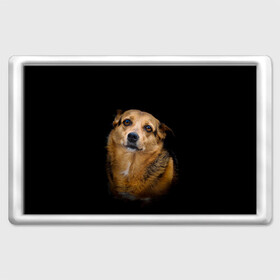 Магнит 45*70 с принтом ГРУСТНЫЕ ГЛАЗКИ в Санкт-Петербурге, Пластик | Размер: 78*52 мм; Размер печати: 70*45 | animal | black | dog | photo | глаза | грусть | домашние | животные | звери | пес | пушистый | собакен | собаки | черный
