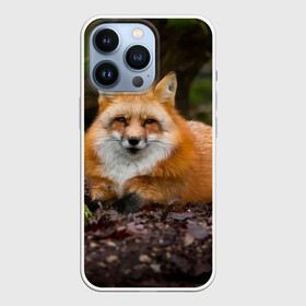 Чехол для iPhone 13 Pro с принтом Взрослый строгий лис в Санкт-Петербурге,  |  | fox | foxy | животное | звери | лиса | лисенок | лисичка | милая | рыжая | фокс