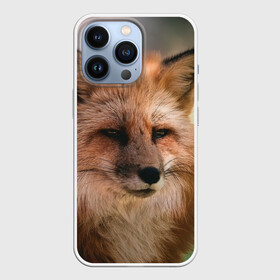 Чехол для iPhone 13 Pro с принтом Строгая лисица в Санкт-Петербурге,  |  | fox | foxy | животное | звери | лиса | лисенок | лисичка | милая | рыжая | фокс