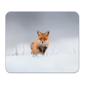 Коврик для мышки прямоугольный с принтом Лисица прыгает по снегу в Санкт-Петербурге, натуральный каучук | размер 230 х 185 мм; запечатка лицевой стороны | fox | foxy | животное | звери | лиса | лисенок | лисичка | милая | рыжая | фокс