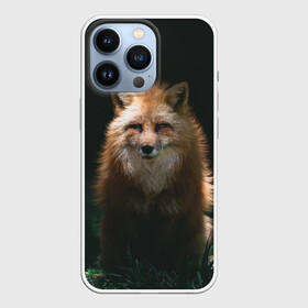 Чехол для iPhone 13 Pro с принтом Хитрый Лис в Санкт-Петербурге,  |  | animals | beast | forest | fox | nature | orange | predator | red | животные | зверь | лес | лис | лиса | лисица | лисичка | природа | рыжая | рыжий | фыр | хитрый | хищник