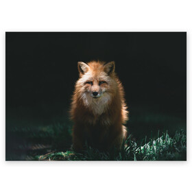 Поздравительная открытка с принтом Хитрый Лис в Санкт-Петербурге, 100% бумага | плотность бумаги 280 г/м2, матовая, на обратной стороне линовка и место для марки
 | Тематика изображения на принте: animals | beast | forest | fox | nature | orange | predator | red | животные | зверь | лес | лис | лиса | лисица | лисичка | природа | рыжая | рыжий | фыр | хитрый | хищник