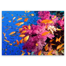Поздравительная открытка с принтом Коралловые рыбки в Санкт-Петербурге, 100% бумага | плотность бумаги 280 г/м2, матовая, на обратной стороне линовка и место для марки
 | коралловые | море | океан | подводный мир | рифы | рыбки | рыбы