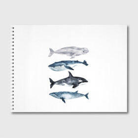 Альбом для рисования с принтом киты в Санкт-Петербурге, 100% бумага
 | матовая бумага, плотность 200 мг. | ocean | orca | sea | sea animal | whale | белуха | дельфин | касатка | кит | море | океан | рисунок кита | синий кит