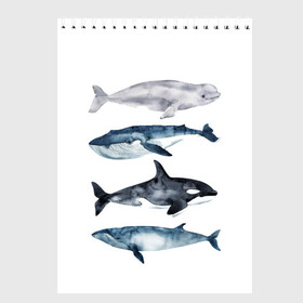 Скетчбук с принтом киты в Санкт-Петербурге, 100% бумага
 | 48 листов, плотность листов — 100 г/м2, плотность картонной обложки — 250 г/м2. Листы скреплены сверху удобной пружинной спиралью | ocean | orca | sea | sea animal | whale | белуха | дельфин | касатка | кит | море | океан | рисунок кита | синий кит