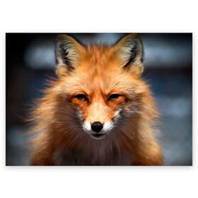 Поздравительная открытка с принтом Хитрая лисица в Санкт-Петербурге, 100% бумага | плотность бумаги 280 г/м2, матовая, на обратной стороне линовка и место для марки
 | Тематика изображения на принте: fox | foxy | животное | звери | лиса | лисенок | лисичка | милая | рыжая | фокс