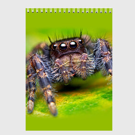 Скетчбук с принтом ПАУК МАКРО в Санкт-Петербурге, 100% бумага
 | 48 листов, плотность листов — 100 г/м2, плотность картонной обложки — 250 г/м2. Листы скреплены сверху удобной пружинной спиралью | tegunvteg | глаза | животные | макро | насекомые | паук | природа