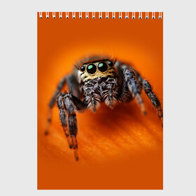Скетчбук с принтом ПАУК  SPIDER в Санкт-Петербурге, 100% бумага
 | 48 листов, плотность листов — 100 г/м2, плотность картонной обложки — 250 г/м2. Листы скреплены сверху удобной пружинной спиралью | tegunvteg | глаза | животные | макро | насекомые | паук | природа