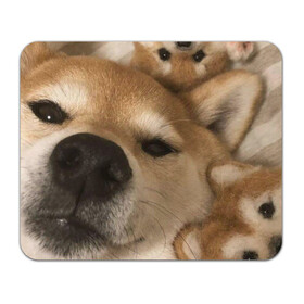 Коврик для мышки прямоугольный с принтом Мем про собак в Санкт-Петербурге, натуральный каучук | размер 230 х 185 мм; запечатка лицевой стороны | белый | игрушки мягкие | мем | милый | прикол | сиба ину | собака