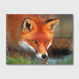 Альбом для рисования с принтом Лисица охотница в Санкт-Петербурге, 100% бумага
 | матовая бумага, плотность 200 мг. | Тематика изображения на принте: fox | foxy | животное | звери | лиса | лисенок | лисичка | милая | рыжая | фокс