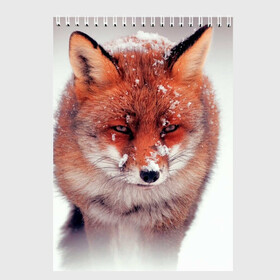 Скетчбук с принтом Лисица и снег в Санкт-Петербурге, 100% бумага
 | 48 листов, плотность листов — 100 г/м2, плотность картонной обложки — 250 г/м2. Листы скреплены сверху удобной пружинной спиралью | Тематика изображения на принте: fox | foxy | животное | звери | лиса | лисенок | лисичка | милая | рыжая | фокс