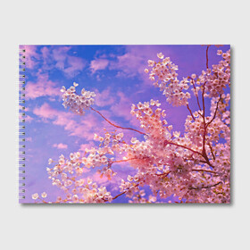 Альбом для рисования с принтом Сакура в Санкт-Петербурге, 100% бумага
 | матовая бумага, плотность 200 мг. | Тематика изображения на принте: весна | дерево | деревья | лепестки | лес | лето | листья | май | на каждый день | небо | облака | осень | поле | розовый цветок | сакура | солнце | тропики | флора | цветок | цветочки | цветы