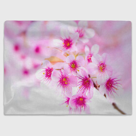 Плед 3D с принтом Весеннее цветение вишни в Санкт-Петербурге, 100% полиэстер | закругленные углы, все края обработаны. Ткань не мнется и не растягивается | бутоны | весна | девушкам | красивые | розовые | сакура | цветение | цветы | яблоня