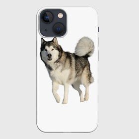 Чехол для iPhone 13 mini с принтом маламут Аляска в Санкт-Петербурге,  |  | аляска | аляскинский маамут | маламут | маламутик | собака | собаки